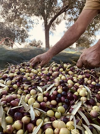 Olio extra vergine oliva biologico in calabria